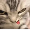 котики х2 @zauxsa @emojis4 18