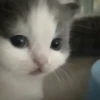 Котики ¡! @Help_hyunjina 18