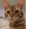 котики х2 @zauxsa @emojis4 19