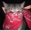 котики х2 @zauxsa @emojis4 20