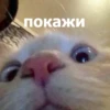 Funny Animals 4 (@t_stickers) 10