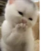 котики х2 @zauxsa @emojis4 21