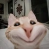 Котики ¡! @Help_hyunjina 19