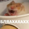 Funny Animals 4 (@t_stickers) 12