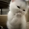 Котики ¡! @Help_hyunjina 20