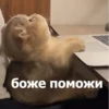 Funny Animals 4 (@t_stickers) 14