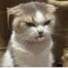 котики х2 @zauxsa @emojis4 24