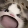 Котики ¡! @Help_hyunjina 22
