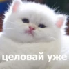 Funny Animals 4 (@t_stickers) 16