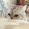Funny Animals 4 (@t_stickers) 17