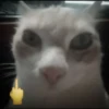 Котики ¡! @Help_hyunjina 25