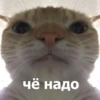 Funny Animals 4 (@t_stickers) 22