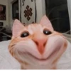 котики х2 @zauxsa @emojis4 25