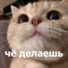 Funny Animals 4 (@t_stickers) 23