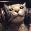 котики х2 @zauxsa @emojis4 26