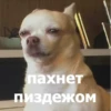 Funny Animals 4 (@t_stickers) 26