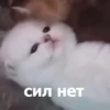 Funny Animals 4 (@t_stickers) 27