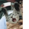 котики х2 @zauxsa @emojis4 27