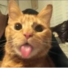 котики х2 @zauxsa @emojis4 28