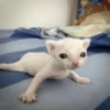 Котики ¡! @Help_hyunjina 27