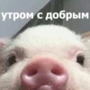 Funny Animals 4 (@t_stickers) 29