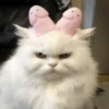 Котики ¡! @Help_hyunjina 29