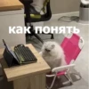 Funny Animals 4 (@t_stickers) 30