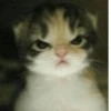котики х2 @zauxsa @emojis4 30