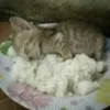 Котики ¡! @Help_hyunjina 30