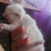kittyy2 5