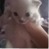 kittyy2 6