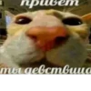 прив ты девствица