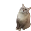 Funny cats #432 @StickersPackRobot 5