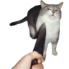 Funny cats #432 @StickersPackRobot 8
