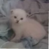 kittyy2 7