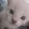 kittyy2 8