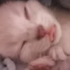 kittyy2 9