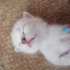 kittyy2 10