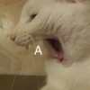 Котопак @motopara 5