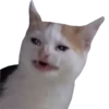 Funny cats #432 @StickersPackRobot 12