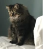 Котопак @motopara 7