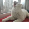 Котопак @motopara 8