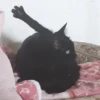Котопак @motopara 9