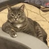 Котопак @motopara 10