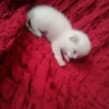 kittyy2 11