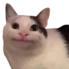Funny cats #432 @StickersPackRobot 16