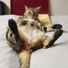 Котопак @motopara 12