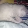 kittyy2 13