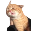 Funny cats #432 @StickersPackRobot 20