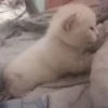 kittyy2 14